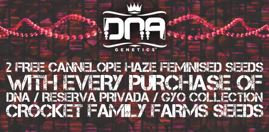 Offers at Herbies - DNA Genetics