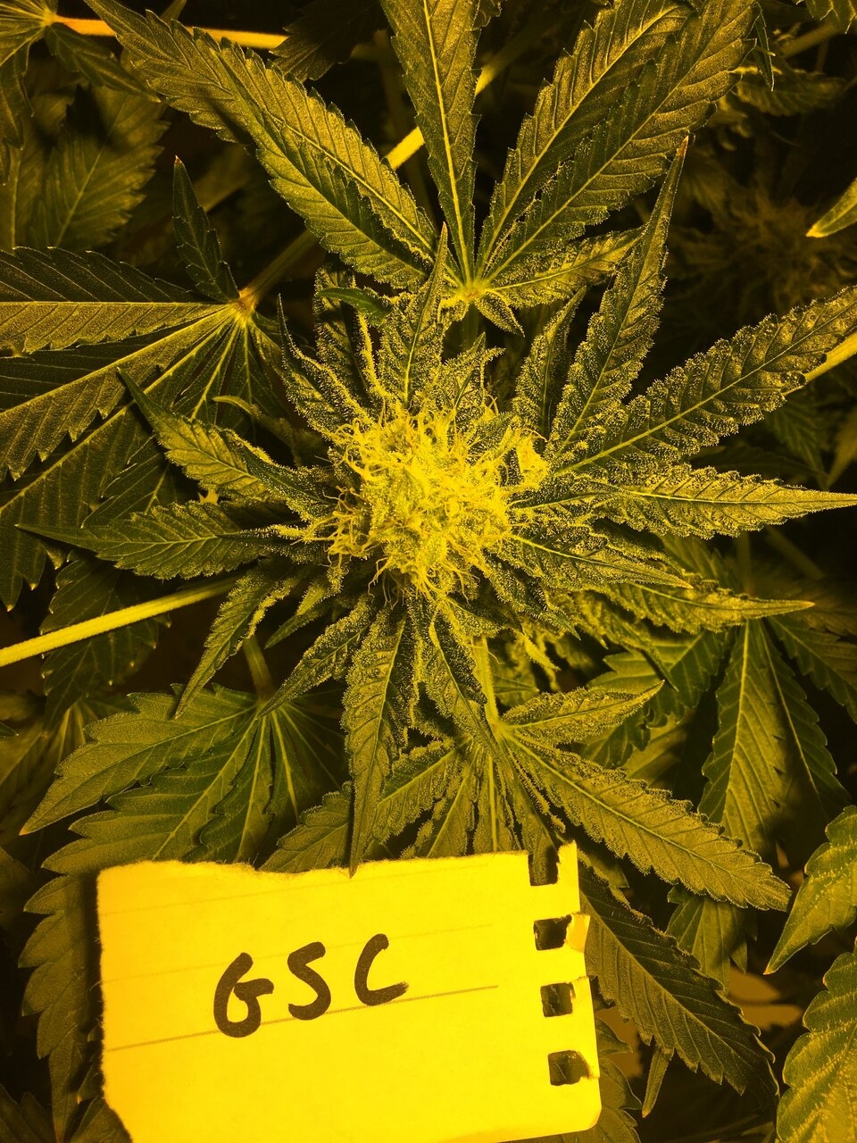 OG Girl Scout Cookies Flower Day #43