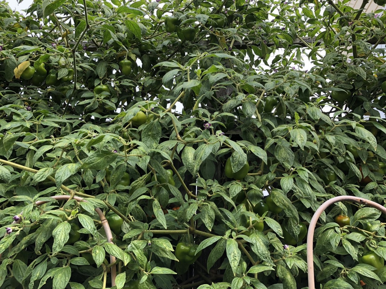 Orange Rocoto/Manzano Pepper Plant