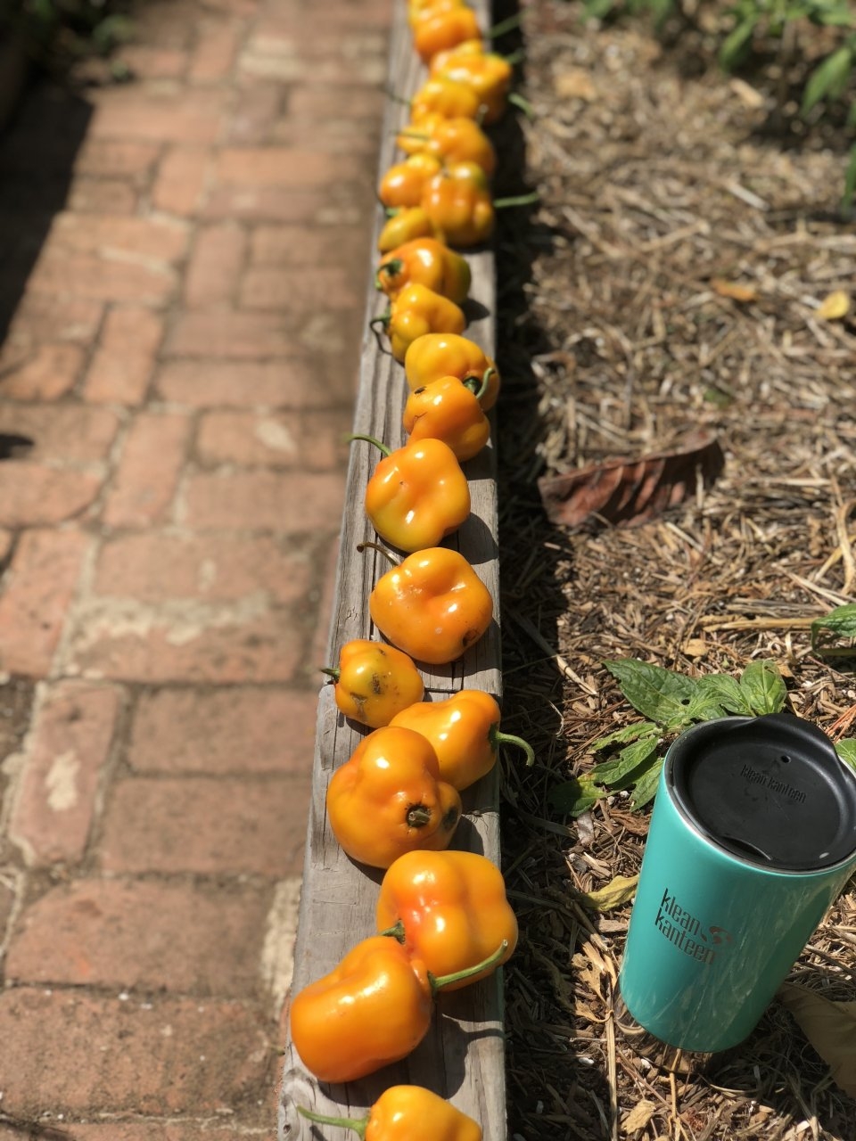 Orange Rocoto/Manzano Peppers - 2nd pick of the season
