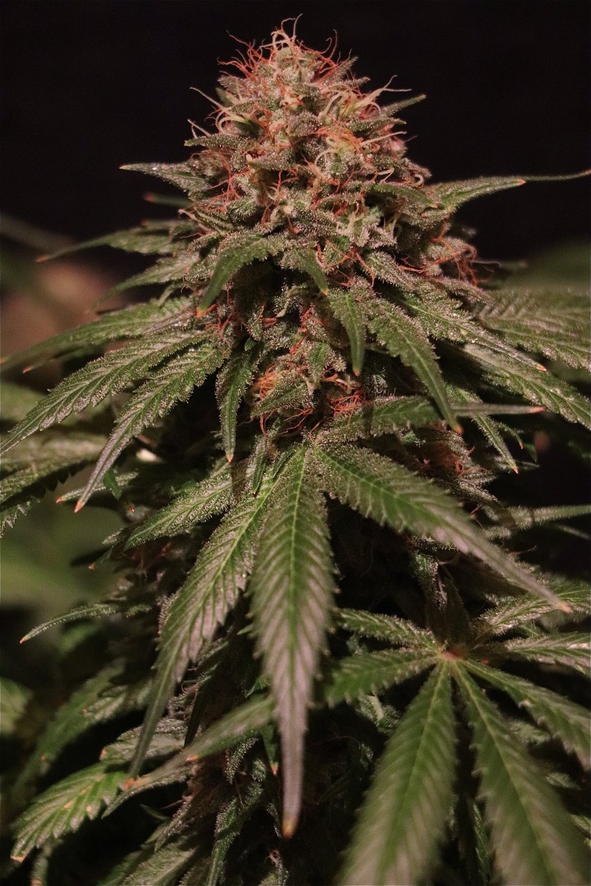 Organic Indoor Grown Jilly Fox-Pheno #1A/2-Day 63 of Flowering-9/2/20