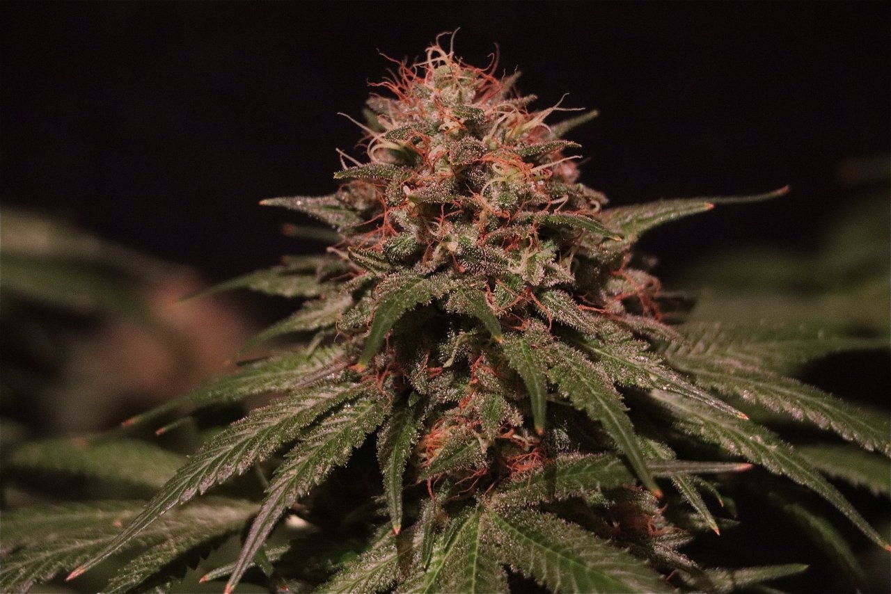 Organic Indoor Grown Jilly Fox-Pheno #1A/2-Day 63 of Flowering-9/2/20
