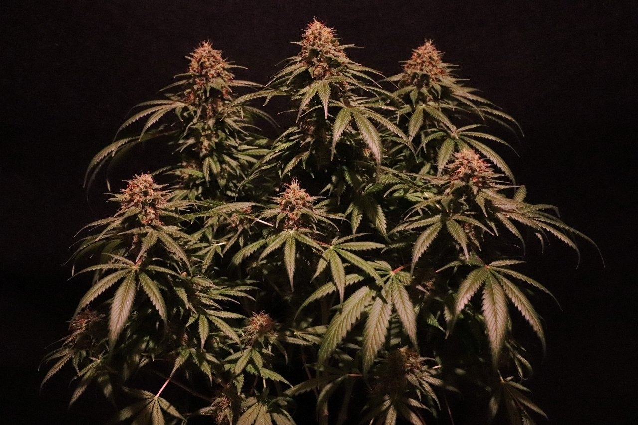 Organic Indoor Grown Jilly Fox-Pheno #1A/3-Day 62 of Flowering-9/1/20
