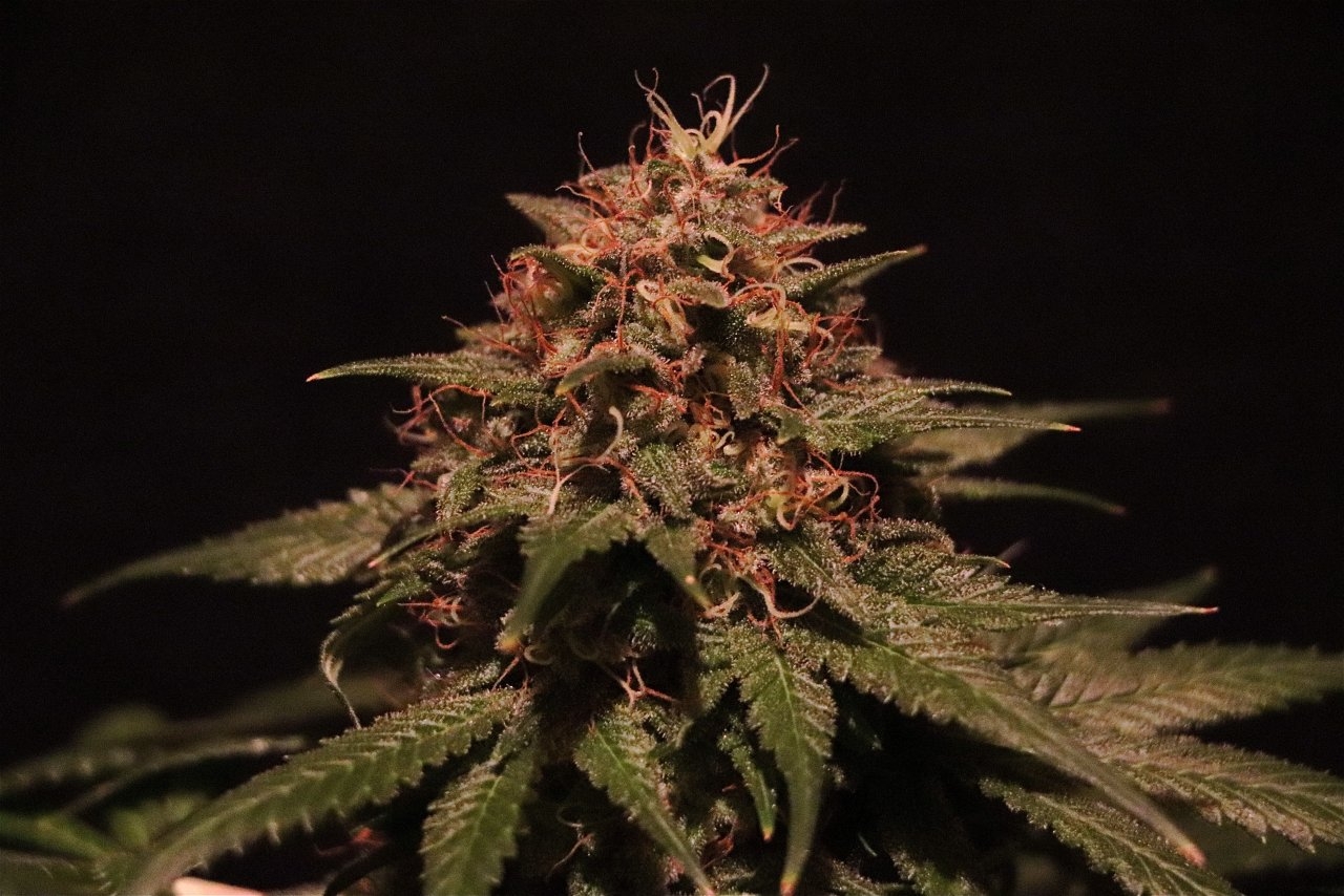 Organic Indoor Grown Jilly Fox-Pheno #1A/3-Day 62 of Flowering-9/1/20