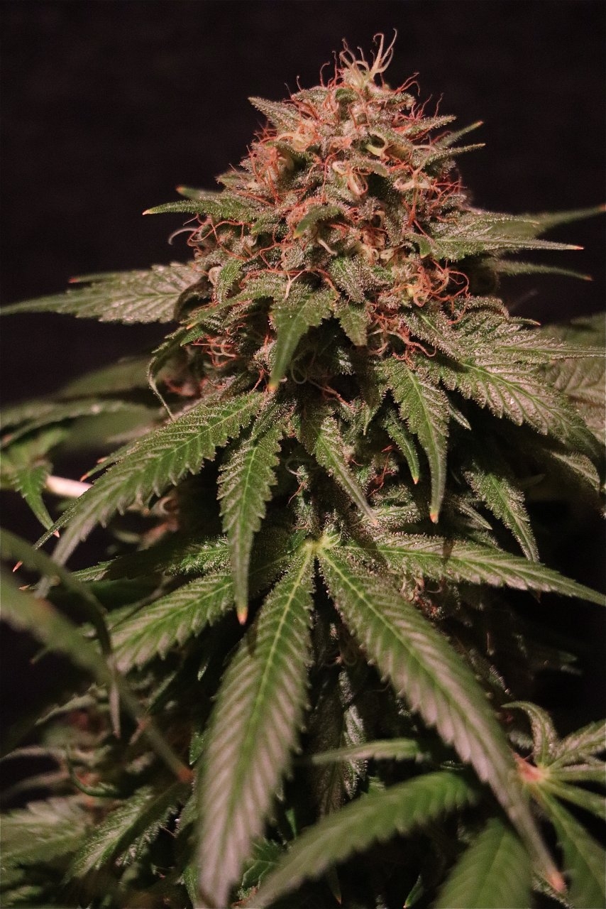 Organic Indoor Grown Jilly Fox-Pheno #1A/3-Day 63 of Flowering-9/2/20