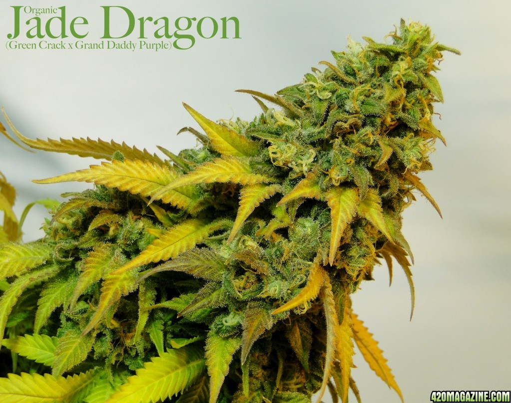 Organic Jade Dragon (Green Crack x Grand Daddy Purple)