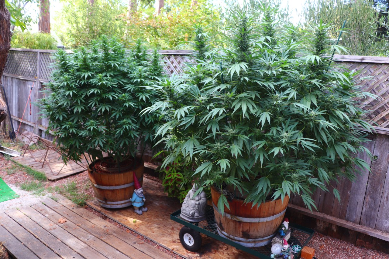 Organic Outdoor Medical Cannabis Garden-Weeks 3-4 of Flowering-9/12/22