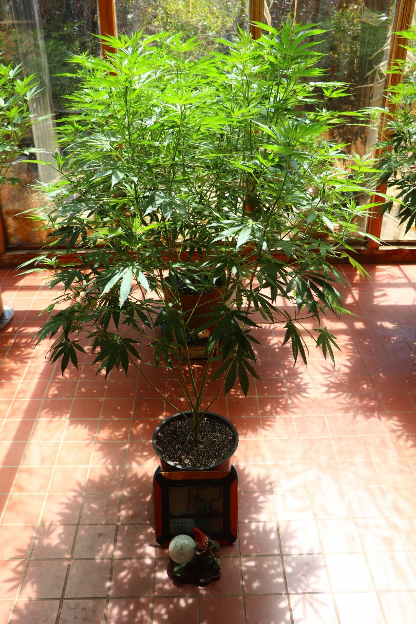 Organic Sun Room Grown Medical Cannabis
