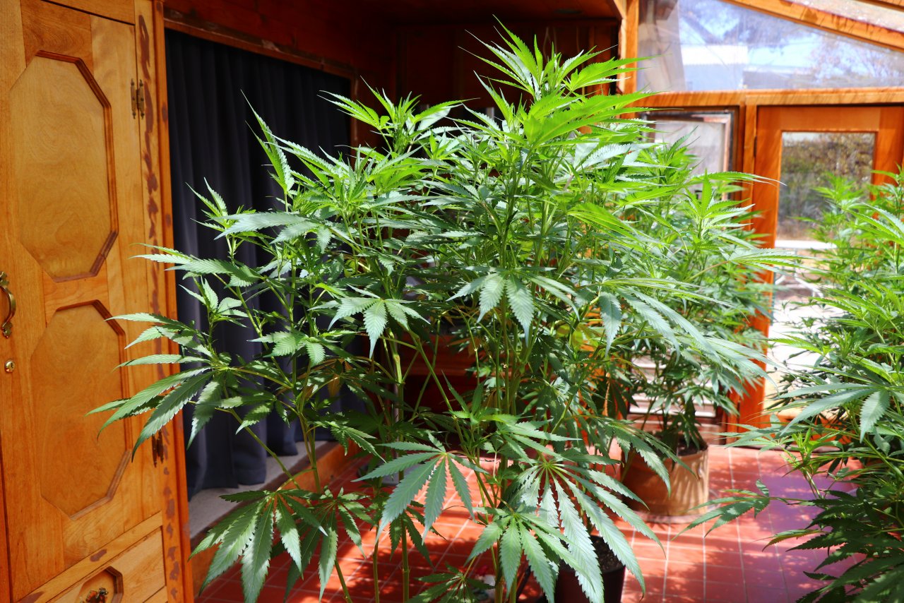 Organic Sun Room Grown Medical Cannabis
