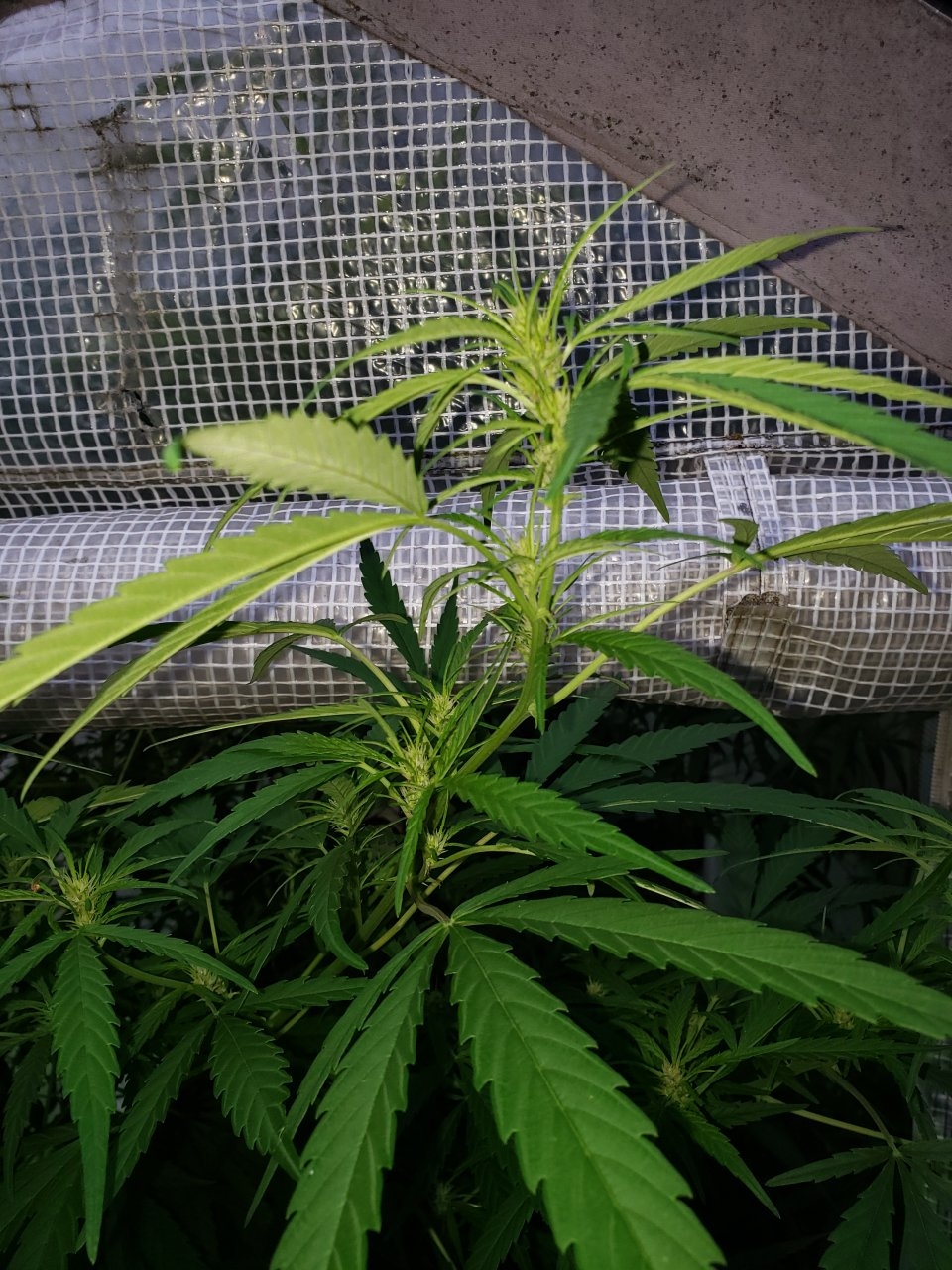 Outdoor Afrodite starting to flower