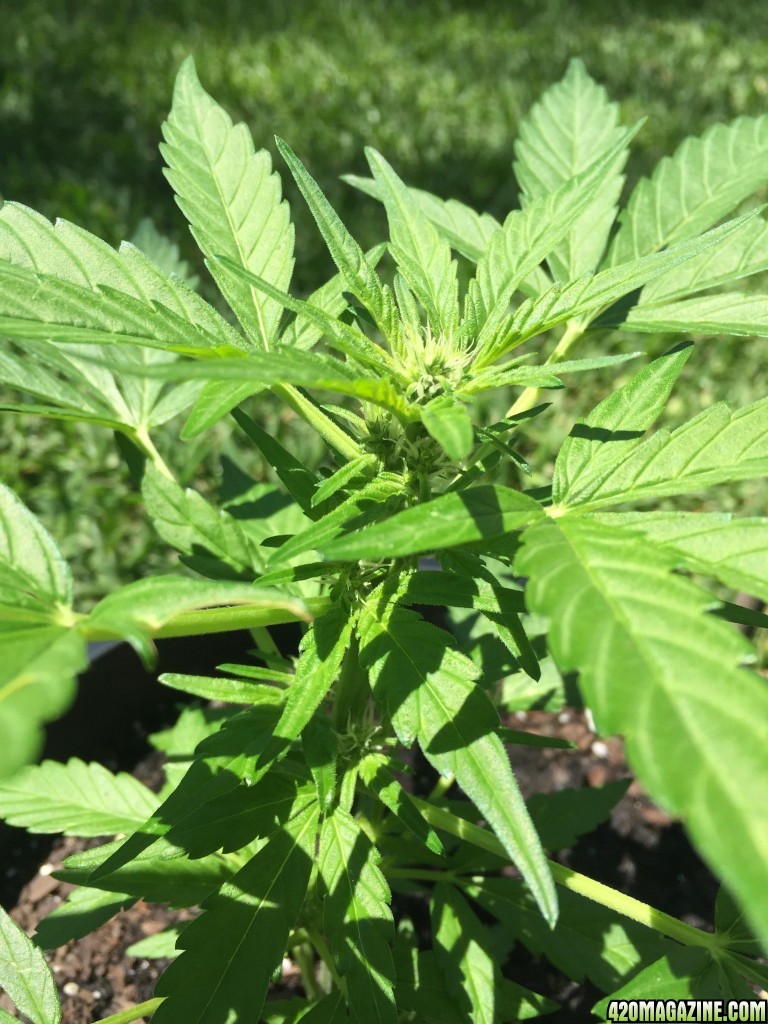 Outdoor Blue Cheese Auto