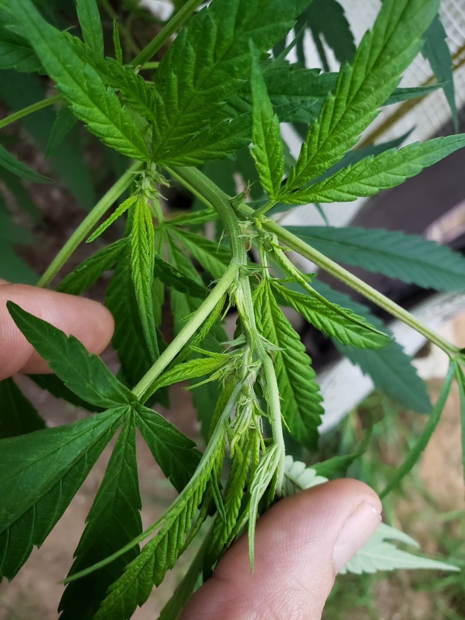 Outdoor Blue OG clone starting to flower maybe??
