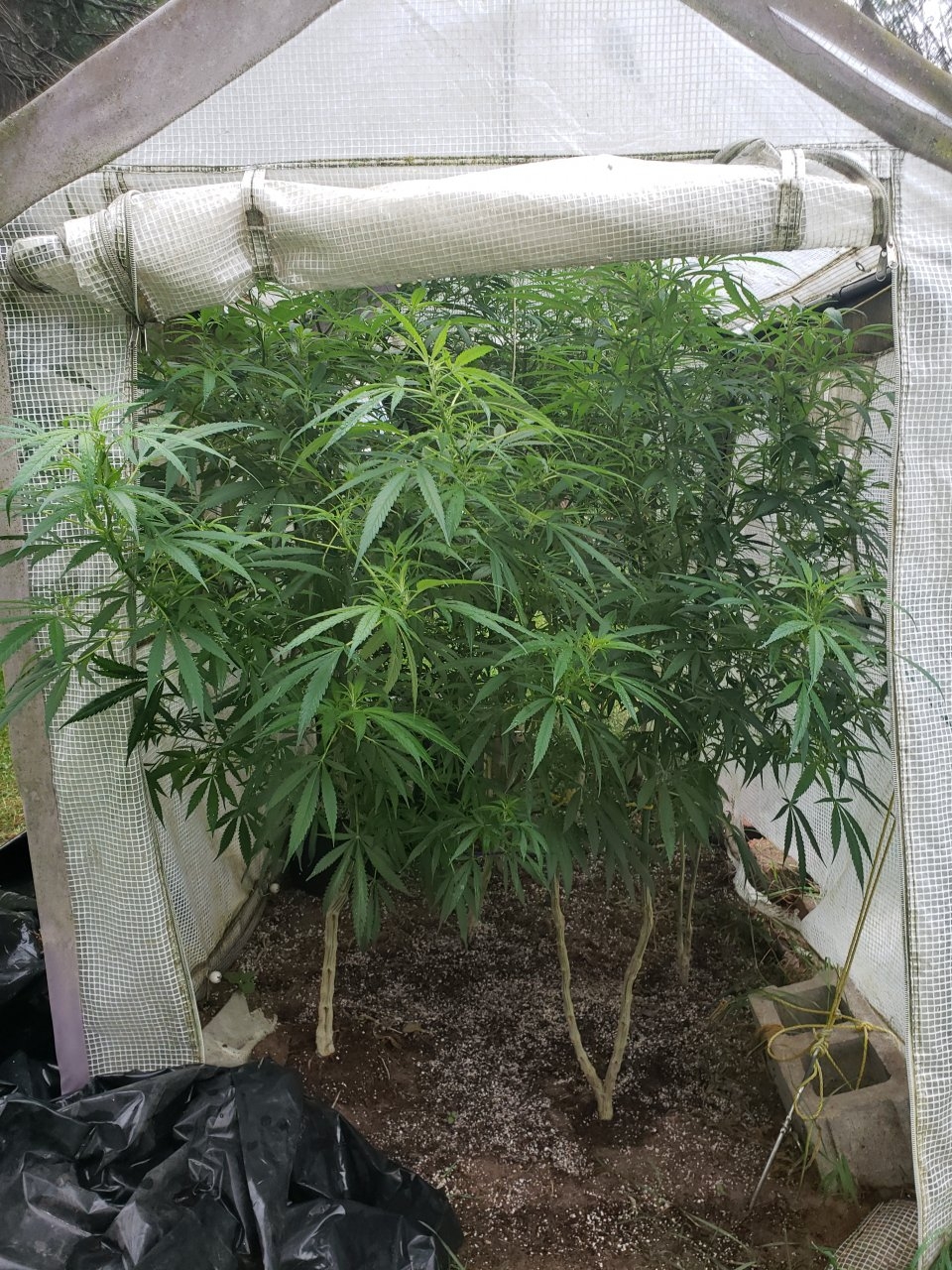 Outdoor Blue OG clones sticking out the front flap/door