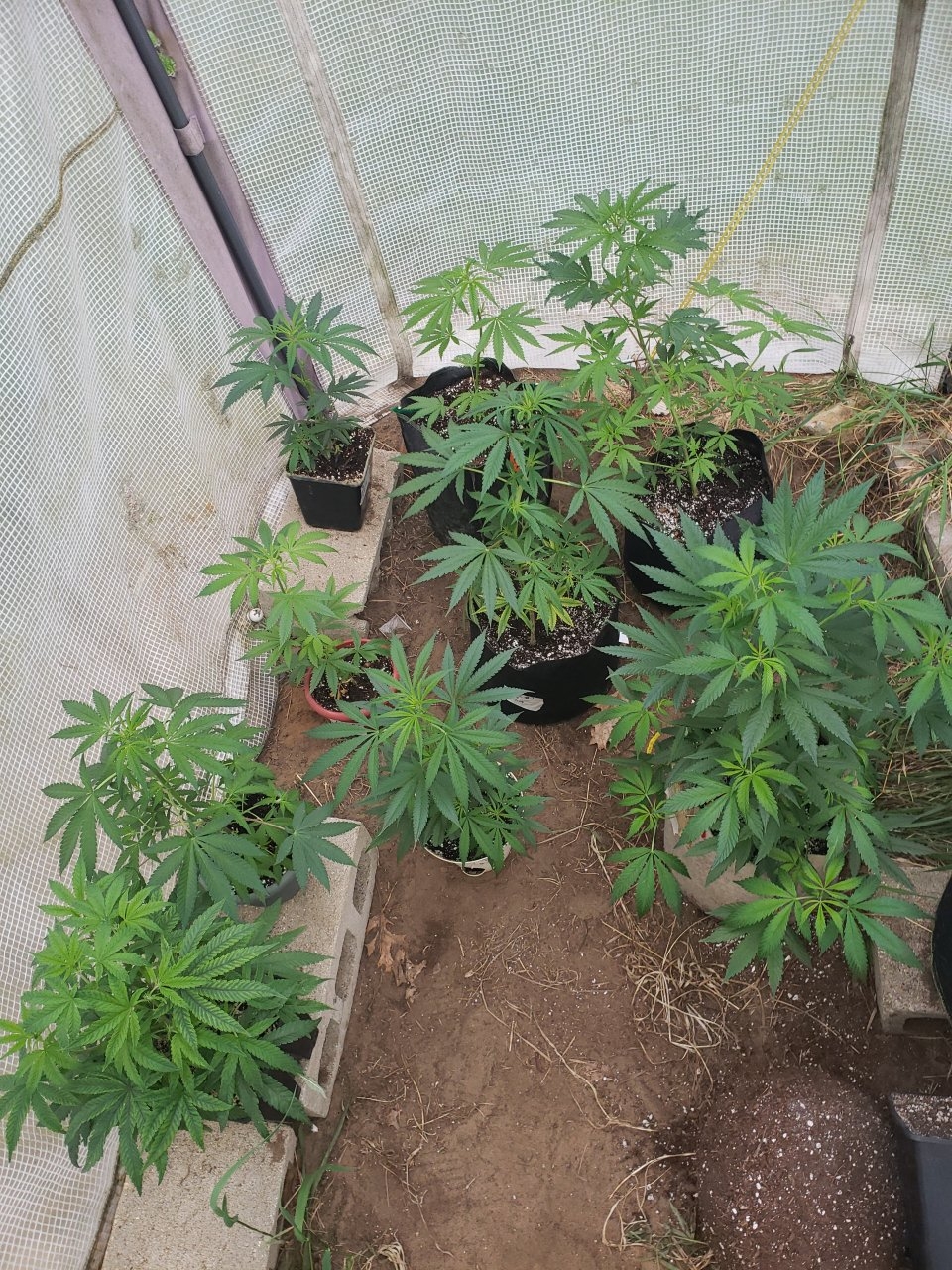 Outdoor girls mostly GSC clones I think 8 of them in there