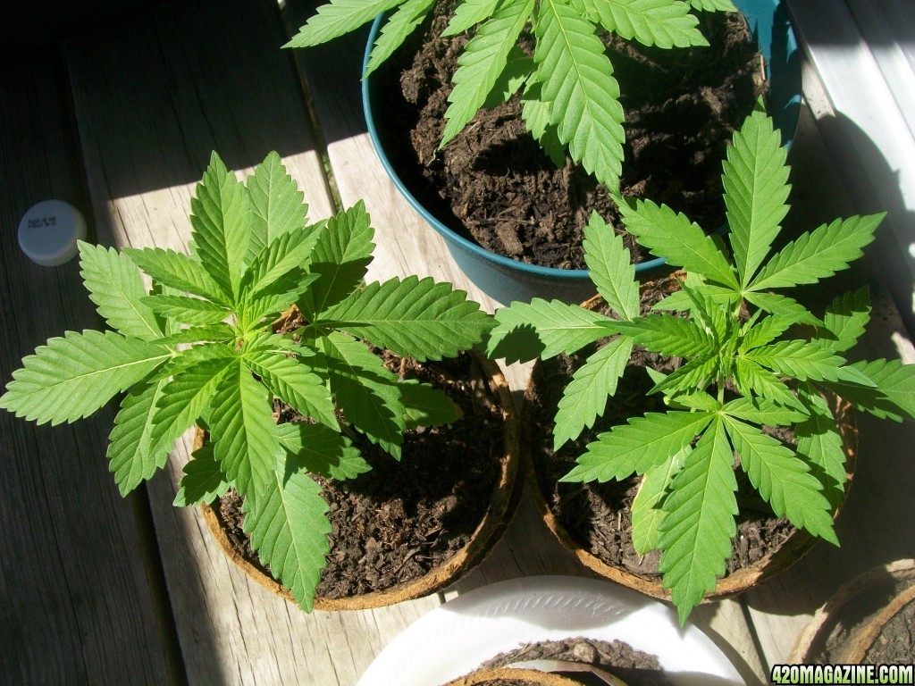 Outdoor Grow, first time.