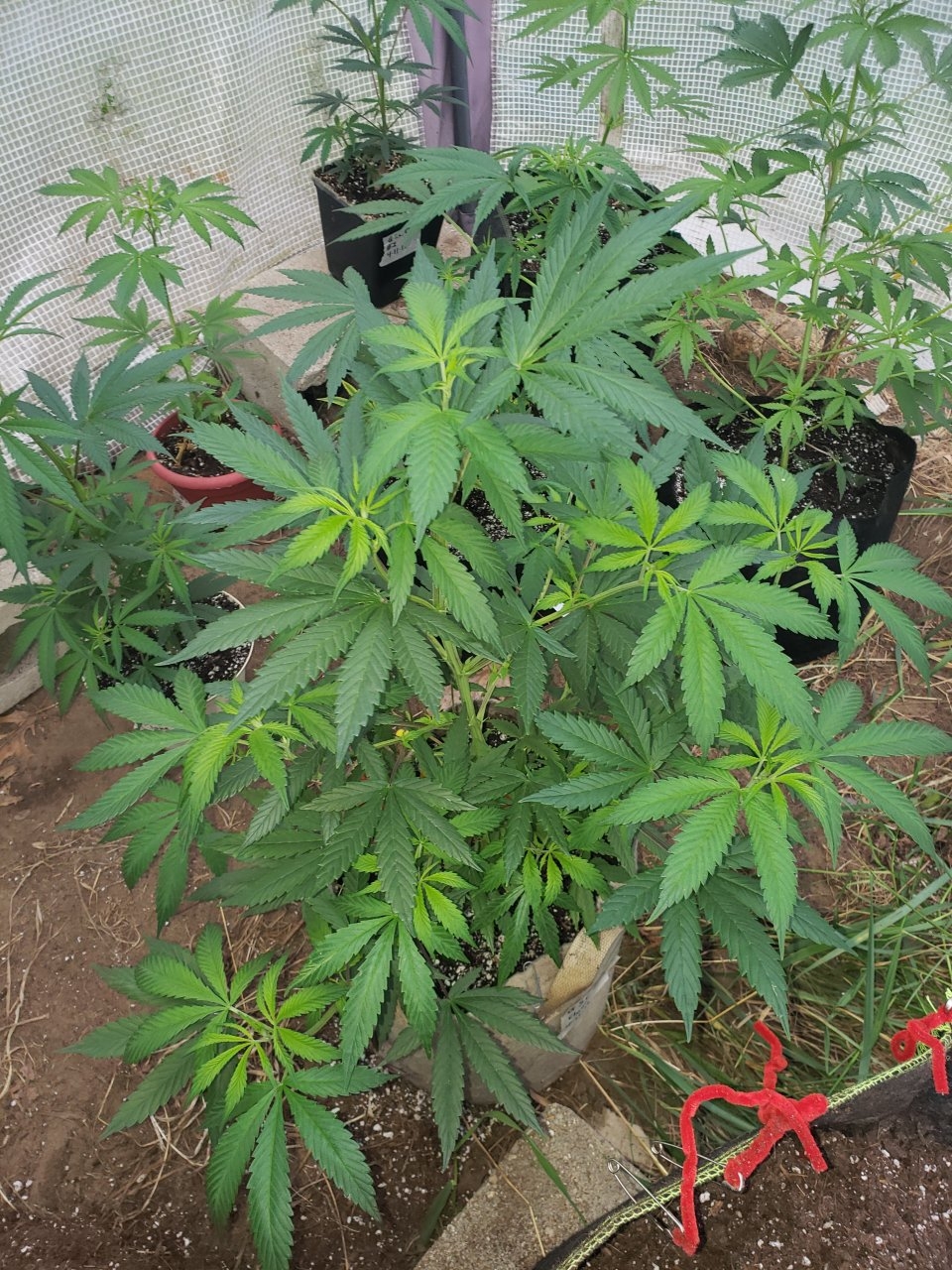 Outdoor GSC clone I think needs alil cal-mag