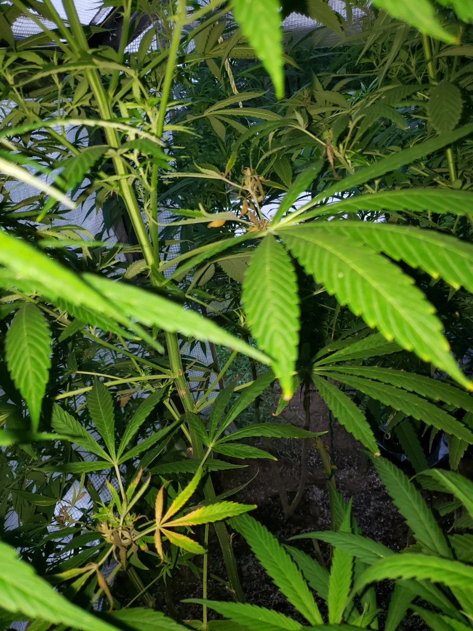 Outdoor GSC prolly will pull threw but havn issues still