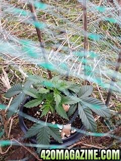 outdoor uk grow auot super hash 2