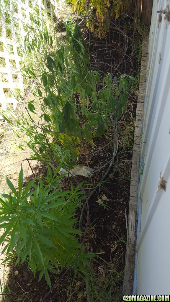 outside plants suddenly droop/sag?