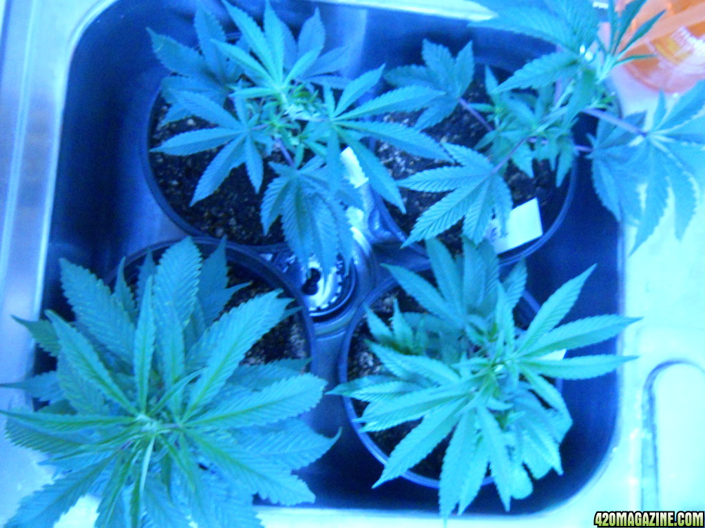 Overview - Day 10 (TNS - First Indoor Grow - 2013)