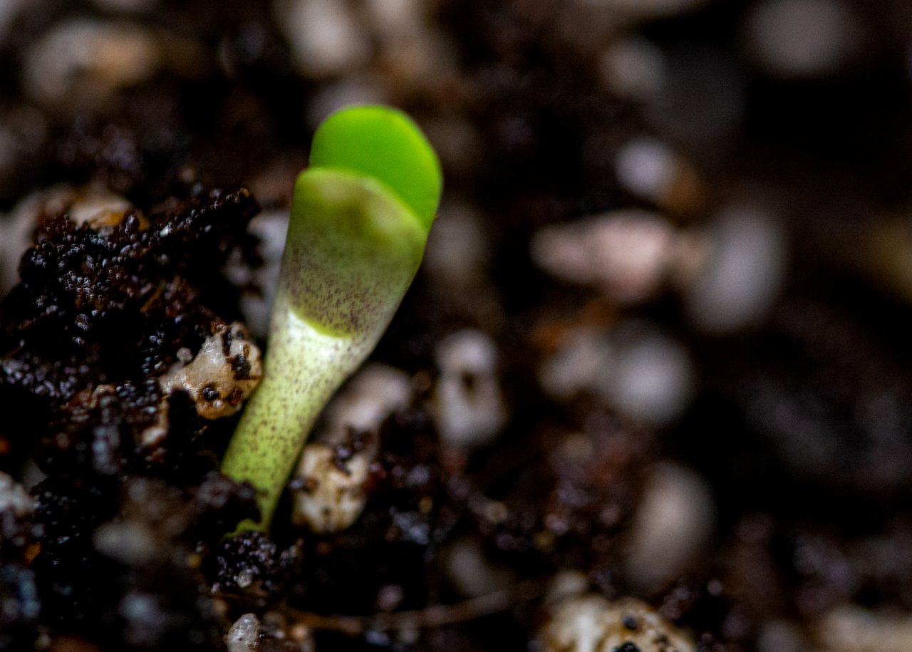 Parmesan sprout 12 June 2023