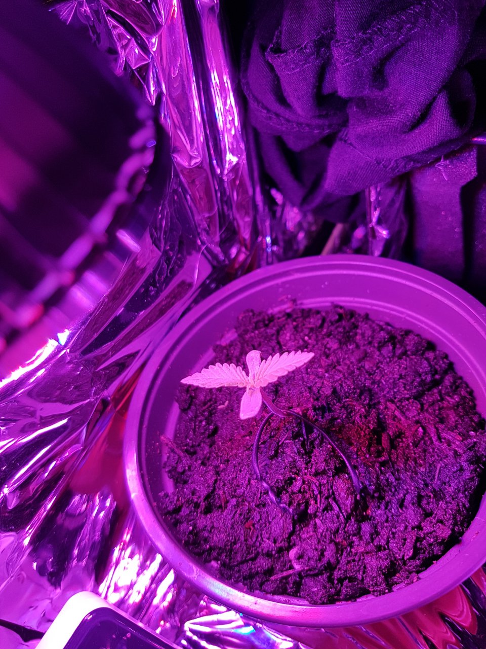 Pc grow box LED