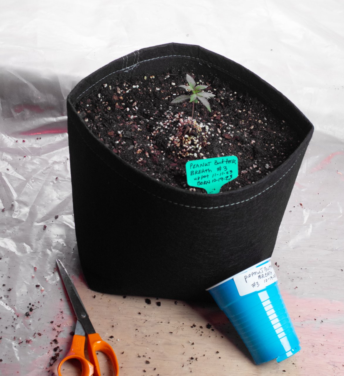 Peanut butter breath up potted-2.jpg