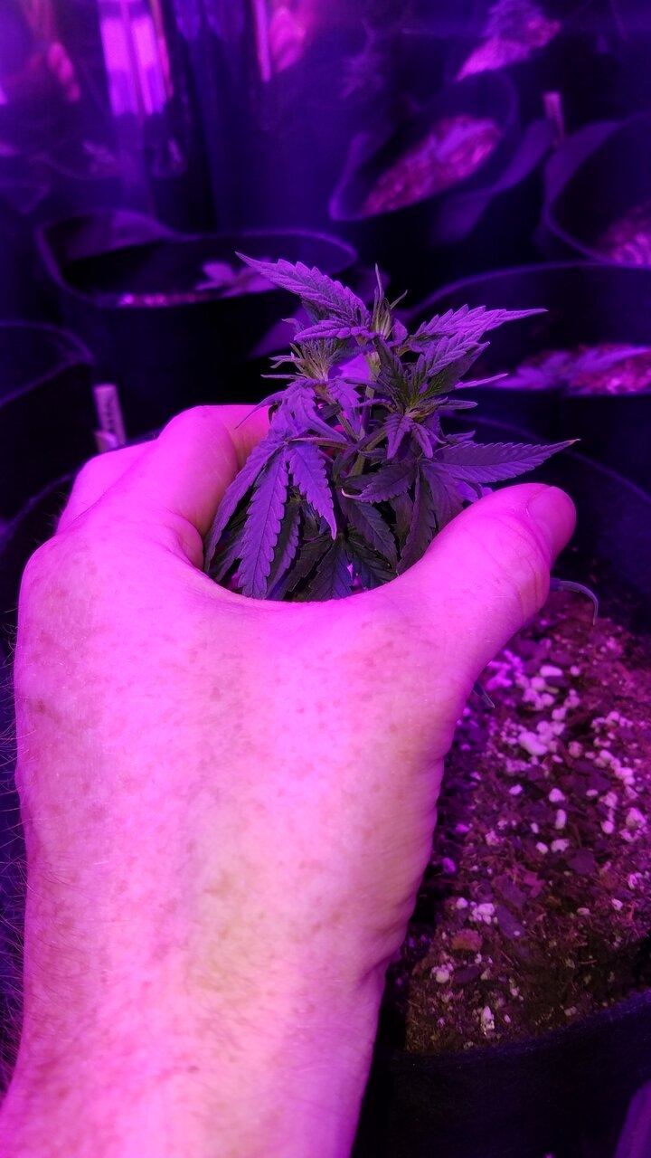 Peppy new growth on failed LST