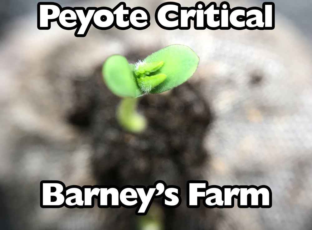Peyote Critical - Barney's Farm