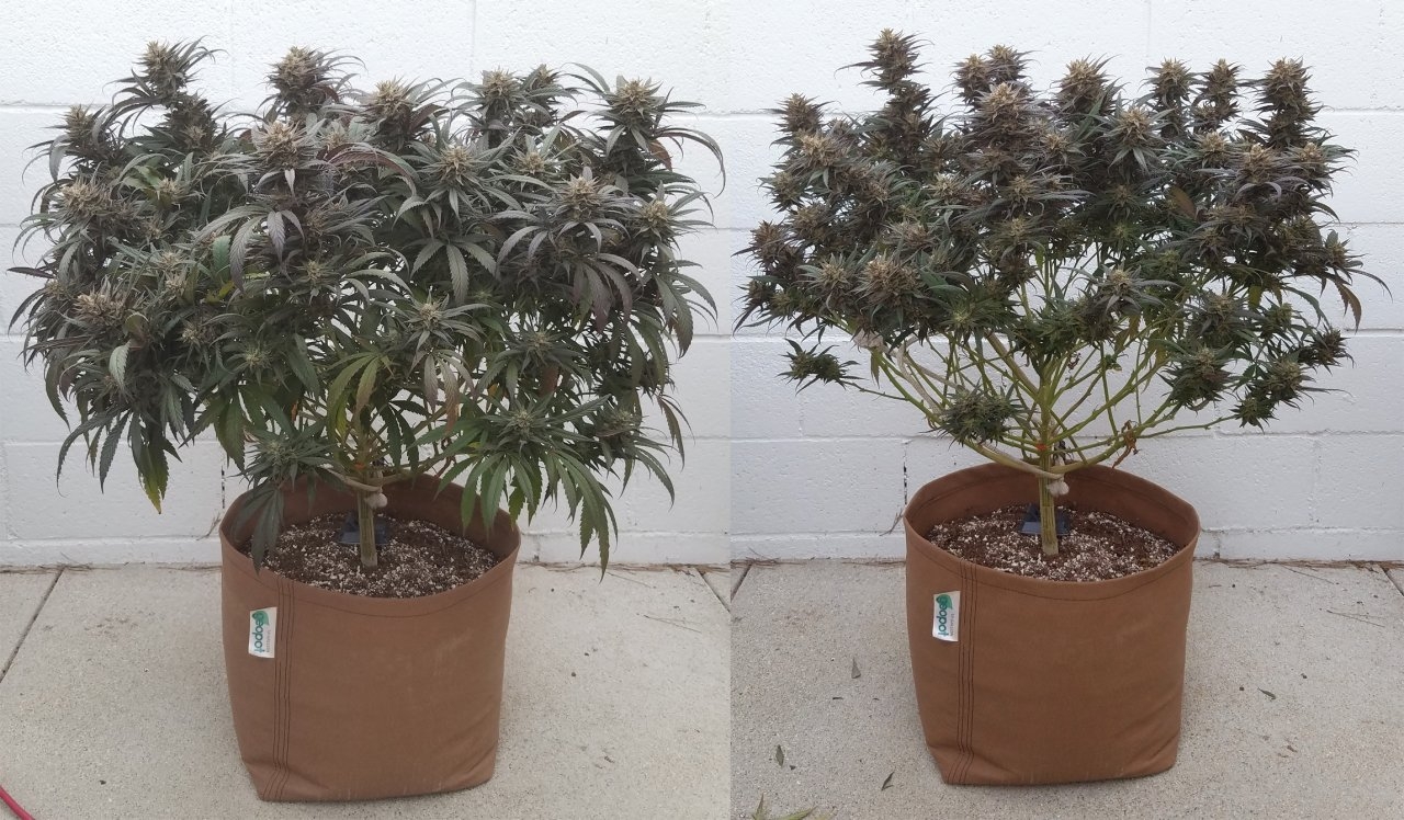 Peyote Critical before-after.jpg