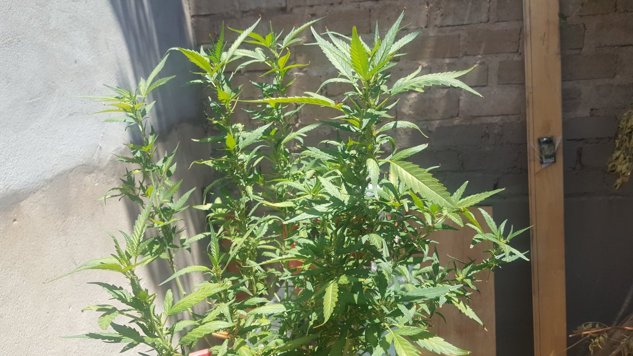 photoperiod African strain outdoor grow