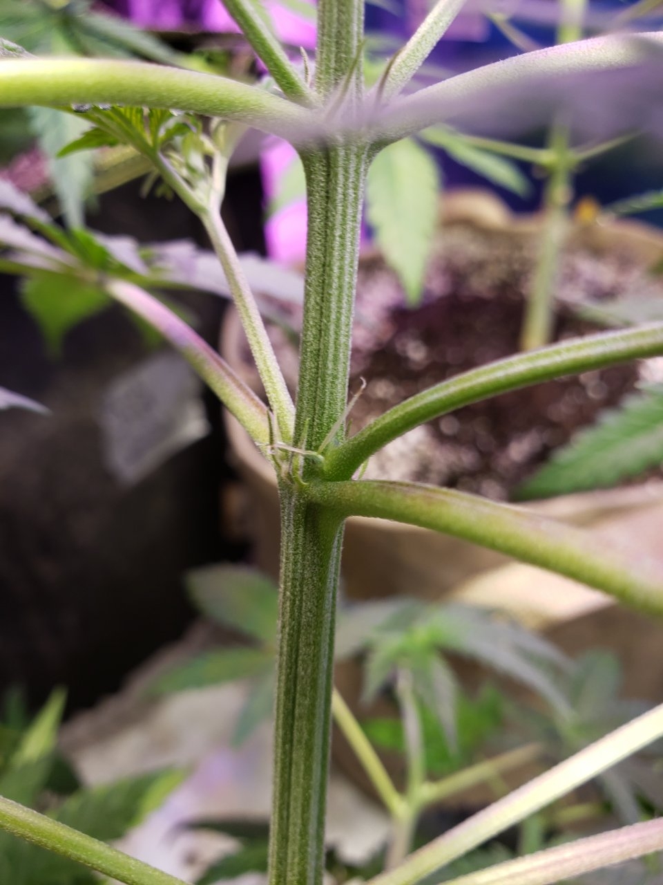 Pineapple Chunk #1 is this a female