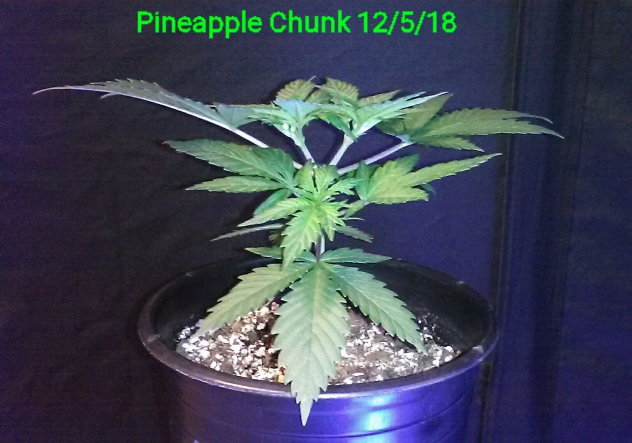 Pineapple Chunk 12/5/18