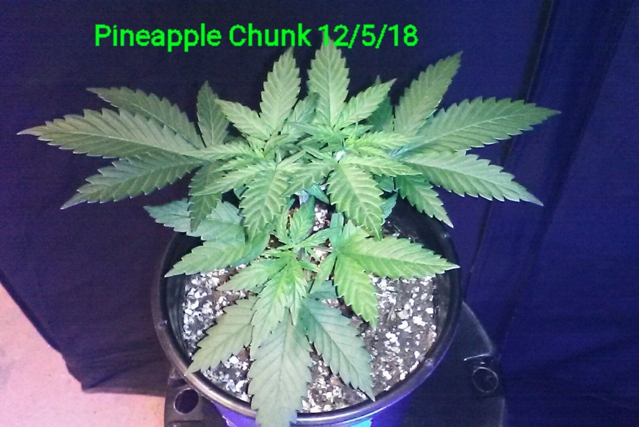 Pineapple Chunk 12/5/18