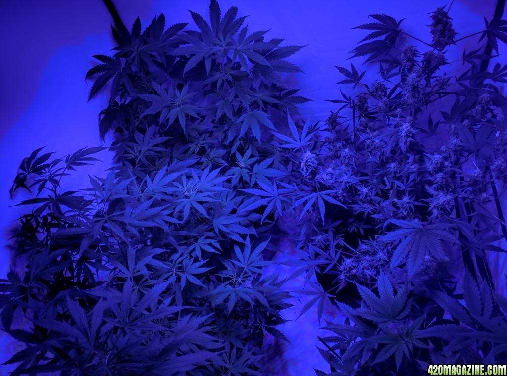 pineapple express and 3 unknown 25/06 growreport pics