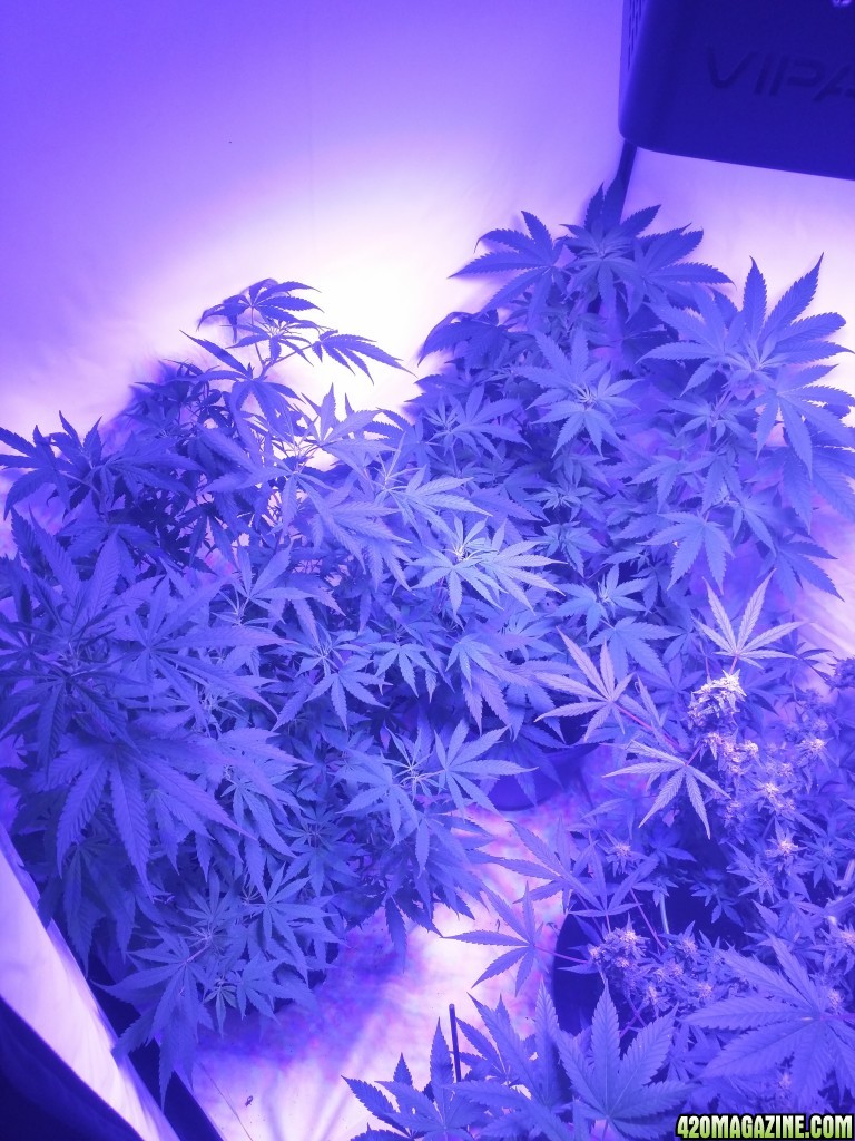 pineapple express and 3 unknown 25/06 growreport pics