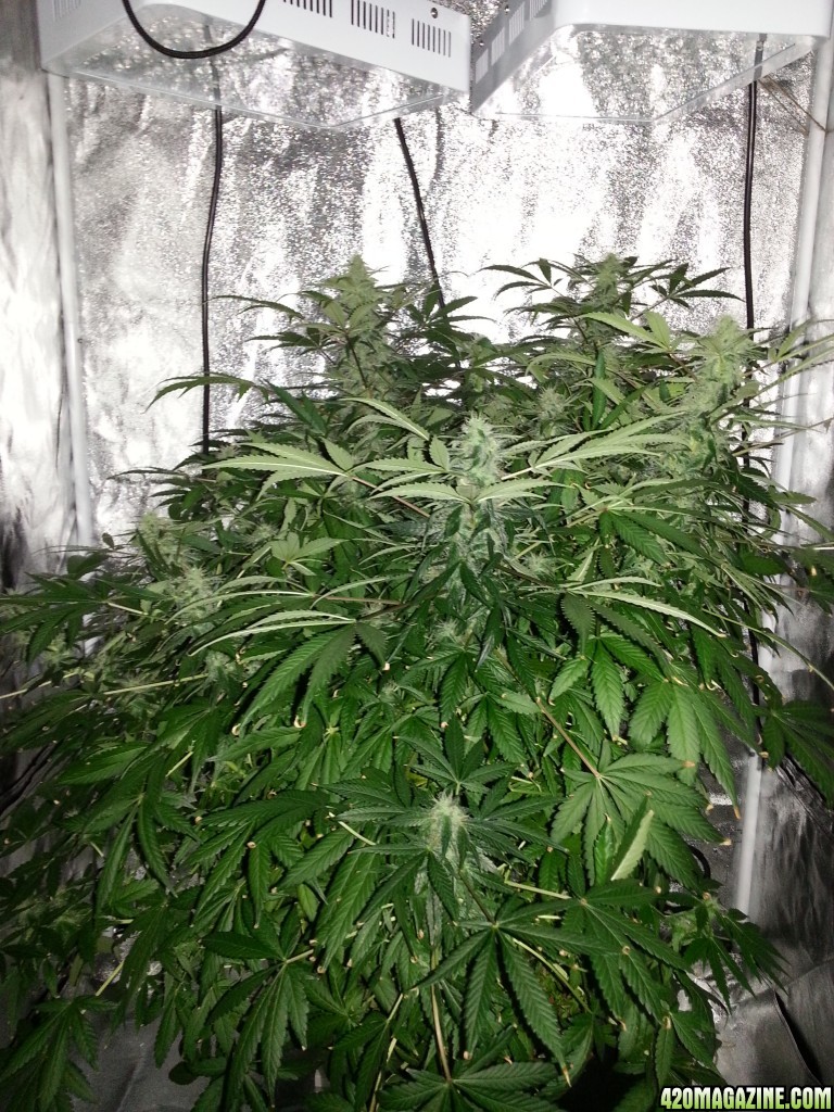 Pineapple Express Auto 12 weeks