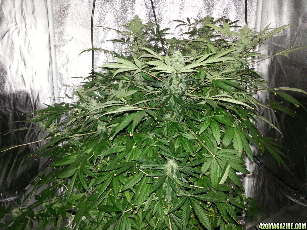 Pineapple Express Auto 12 weeks