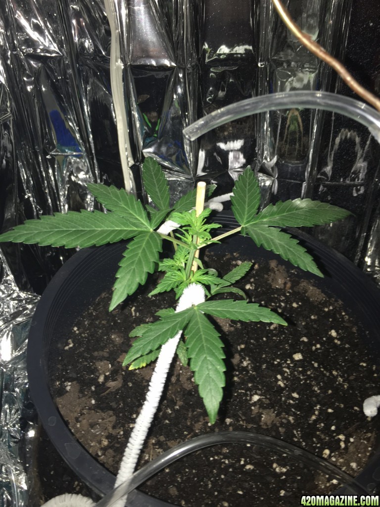 Pineapple express auto 4 weeks