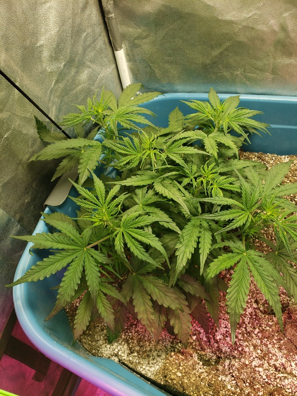 Pineapple Express auto day 29