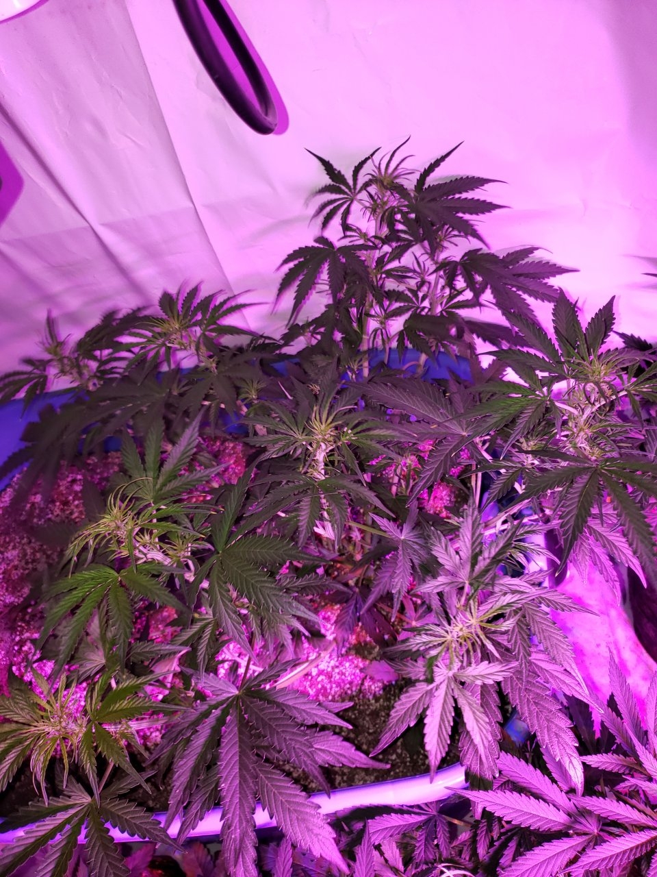 Pineapple Express Auto day 36