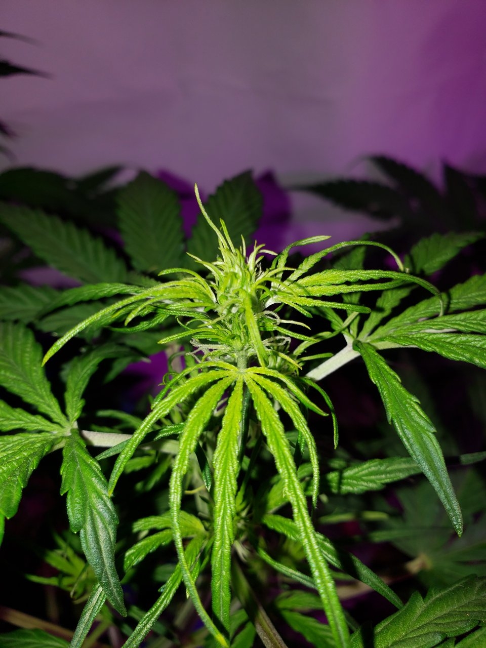 Pineapple Express Auto finally see hairs on budsites day 36