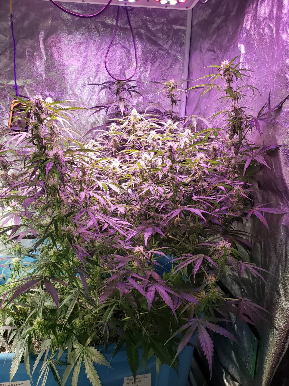 Pineapple Express Auto flowering out