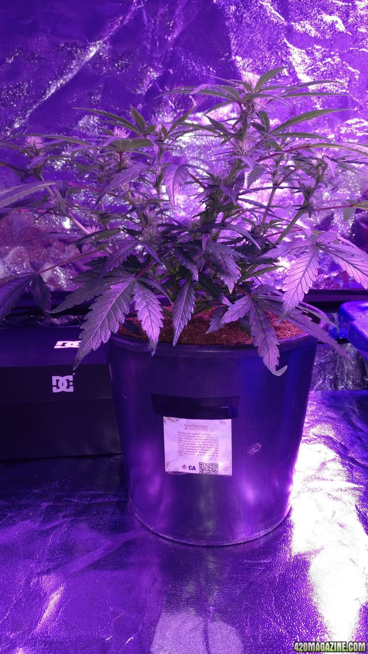 Pineapple Express auto Flowering