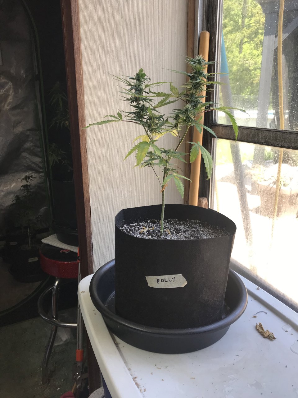 Pineapple Express (Polly)-Day 18F-f.jpeg