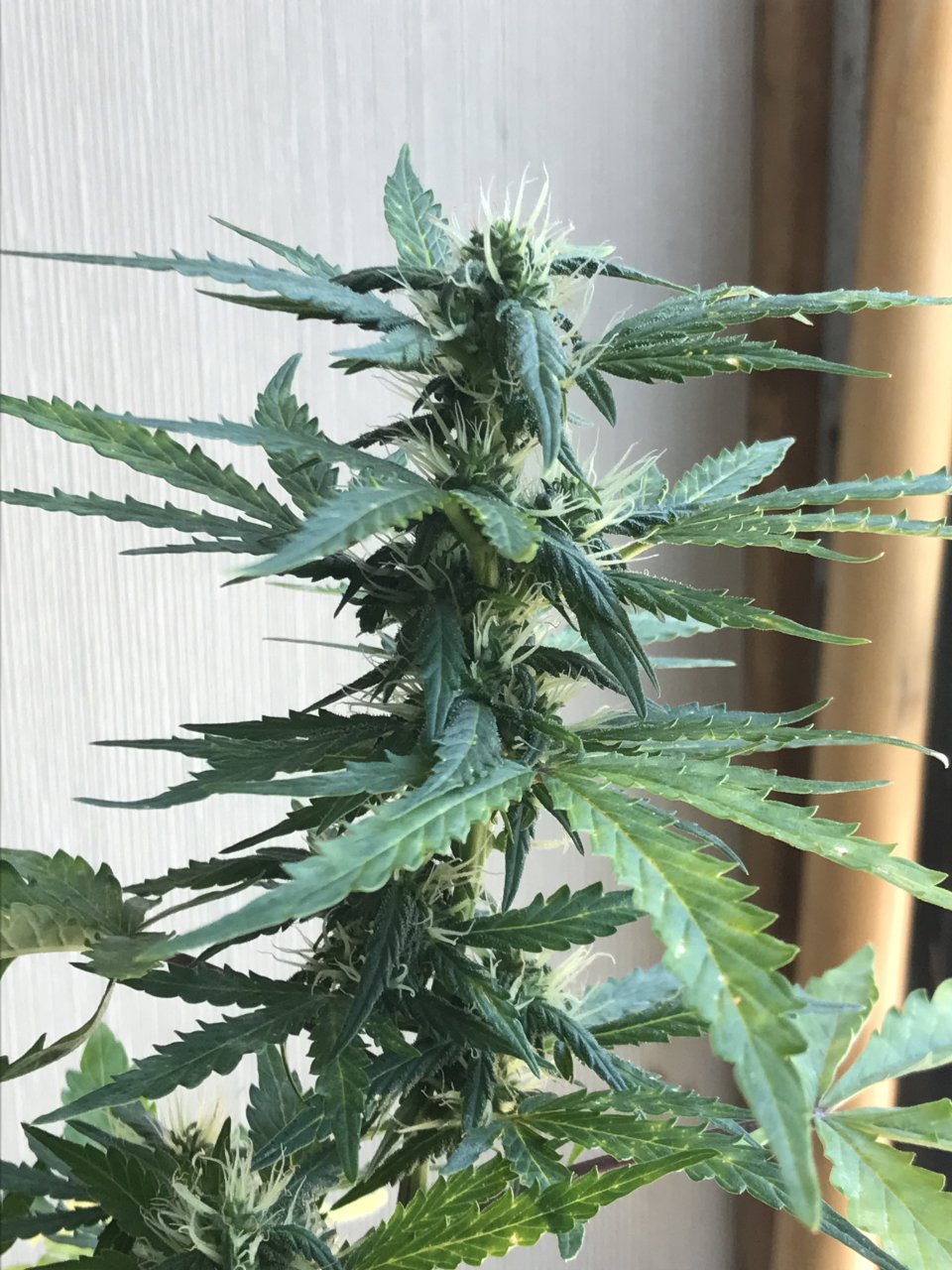 Pineapple Express (Polly)-Day 18F-g.jpeg