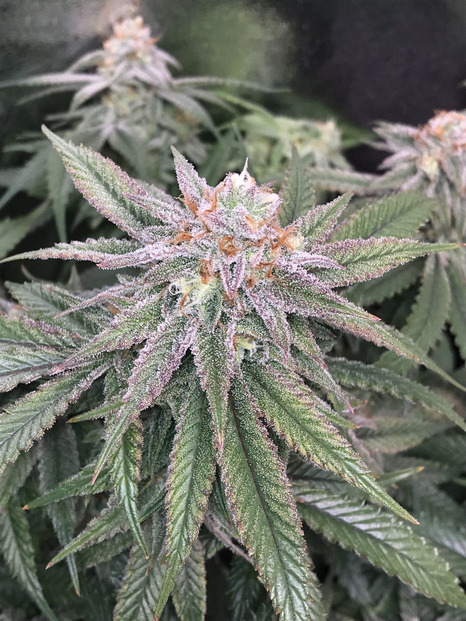 Pink Kush Tops 50th Day of Bloom2.JPG