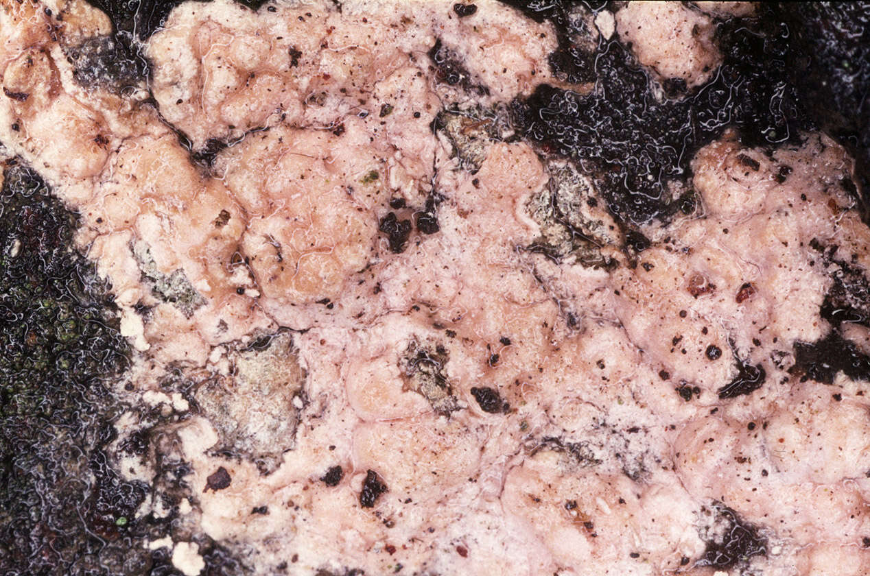 Pink Mold.png
