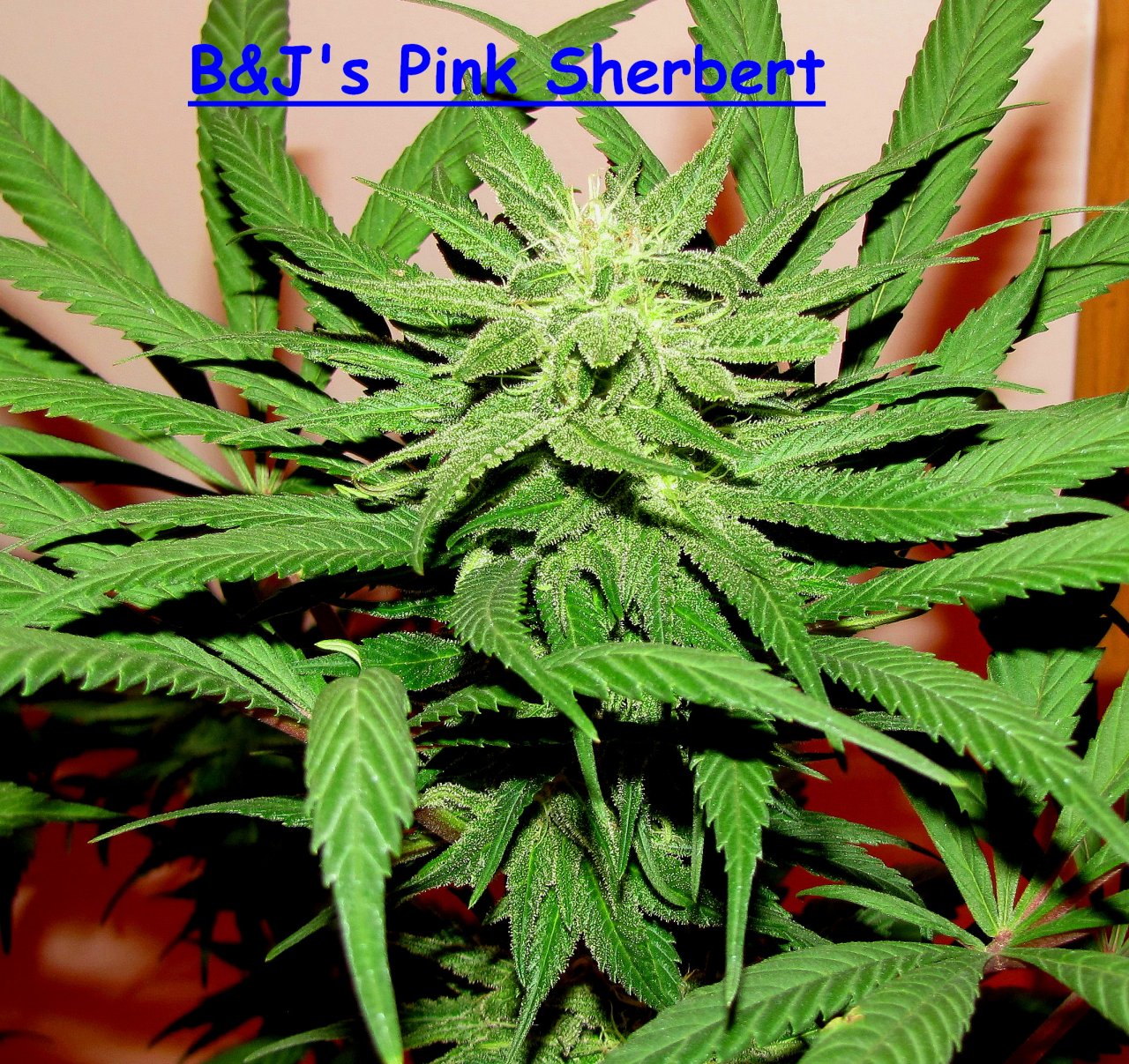 pink sherbert.jpg
