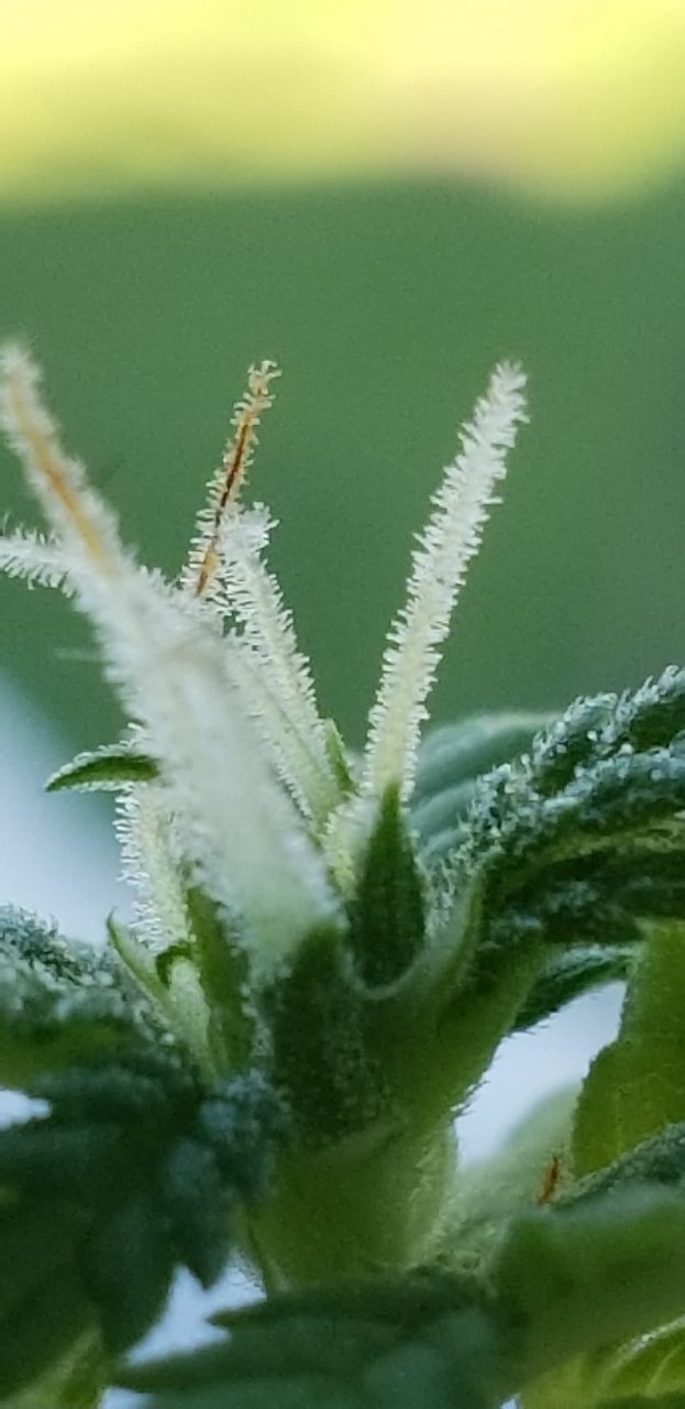 Pistils are underrated